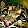 feralkiss: Cropped close-up of a clouded leopard face. (nuuhpard)