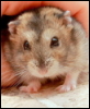 ernads: my alternative animal (hamster)