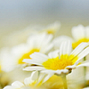4_a_star: daisies (daisy)