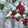 the_lighthouse: (Winter - holly berries)