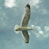 arilou: (Seagull)